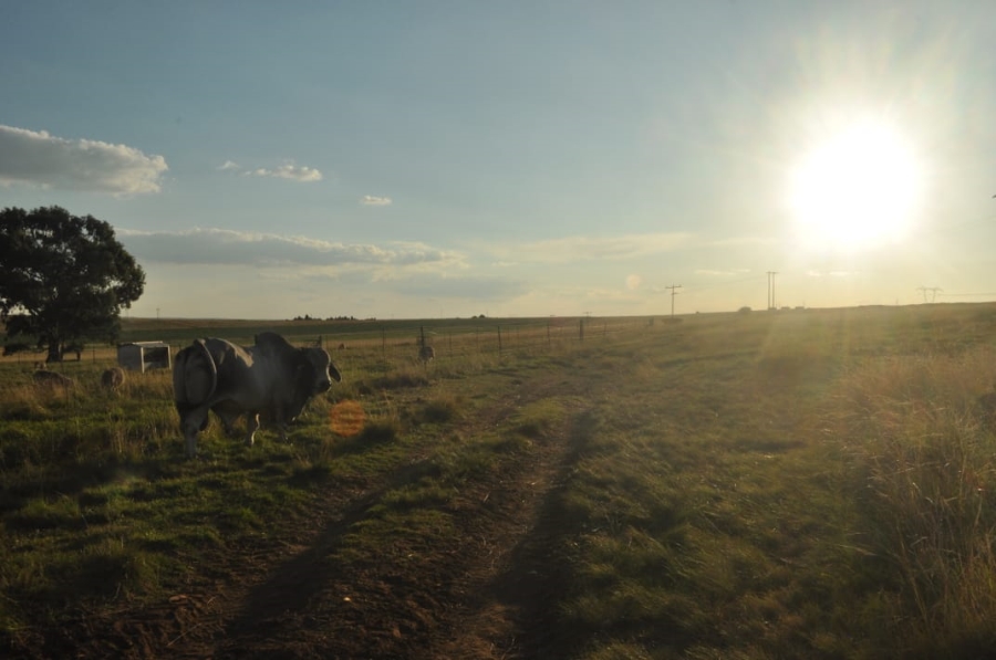 5 Bedroom Property for Sale in Reitz Rural Free State